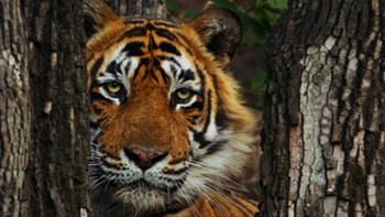 T24 Ustad Dies In Captivity  Nation Mourns